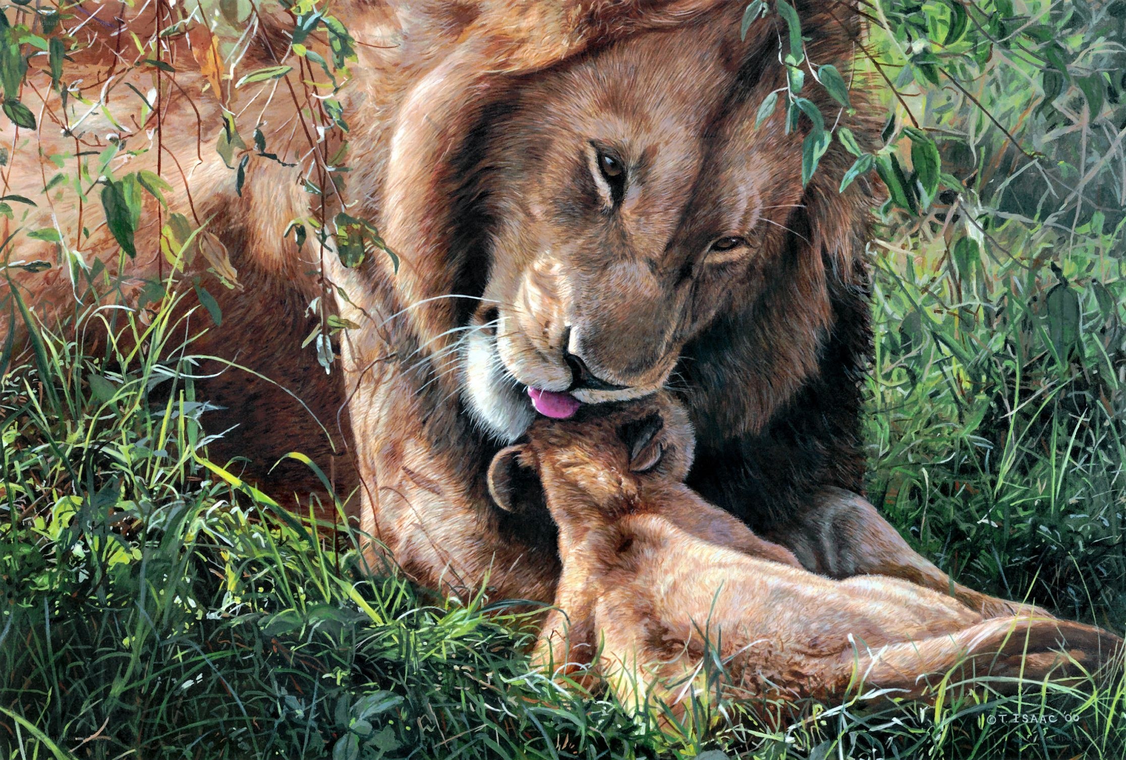 Lion licking cub in grass