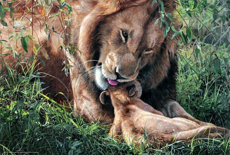 Lion licking cub in grass