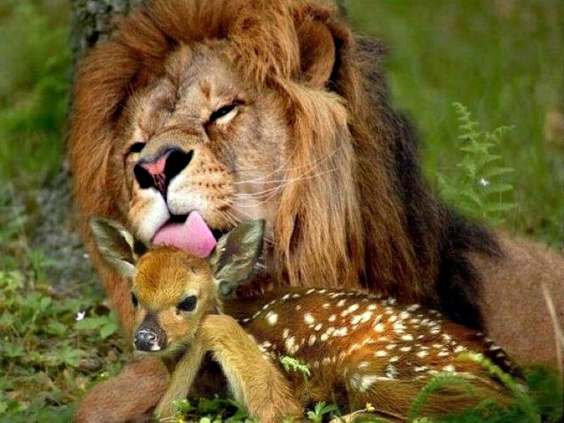 Lion Licking Fawn