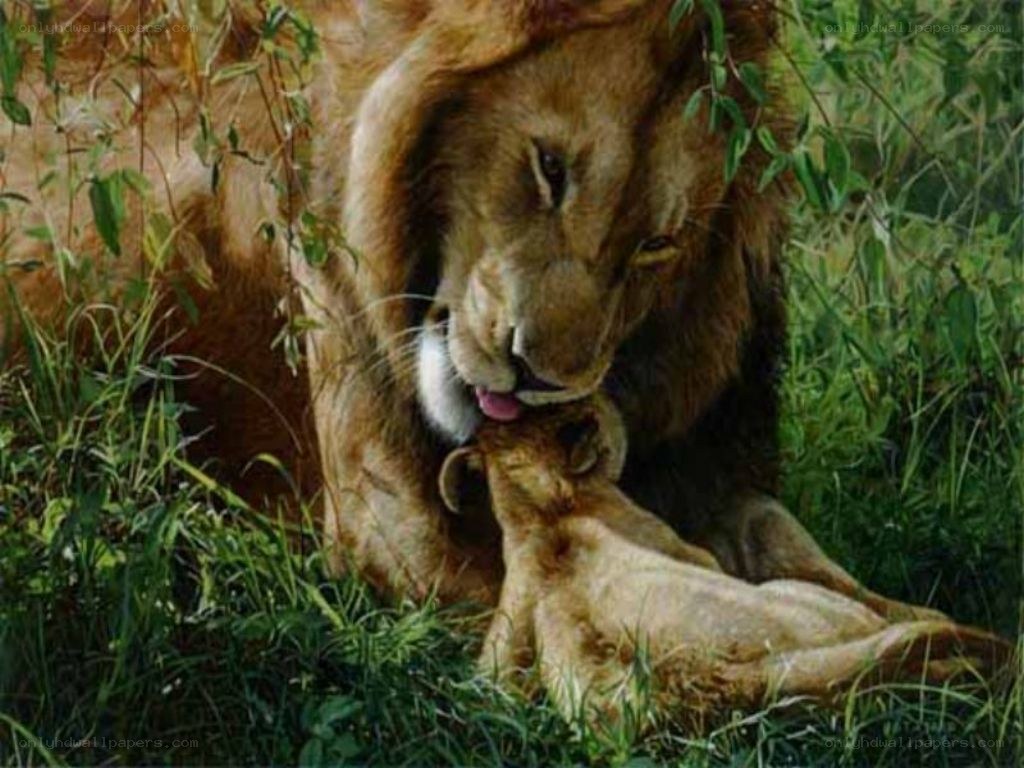 Lion licking its cub