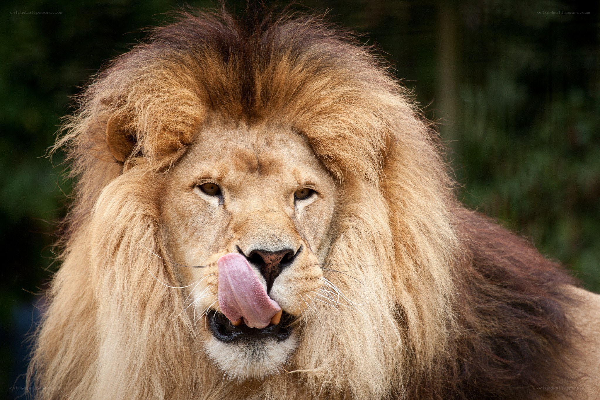 Lion licking its nose