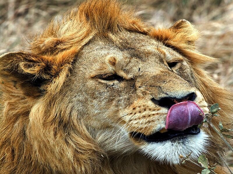 Lion Licking Its Nose — Brown