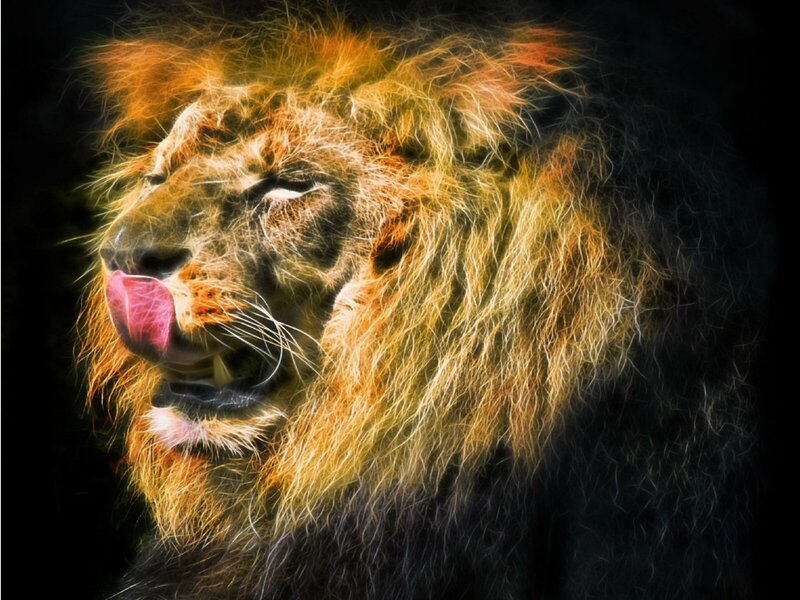 Lion Licking Its Nose — Yellow