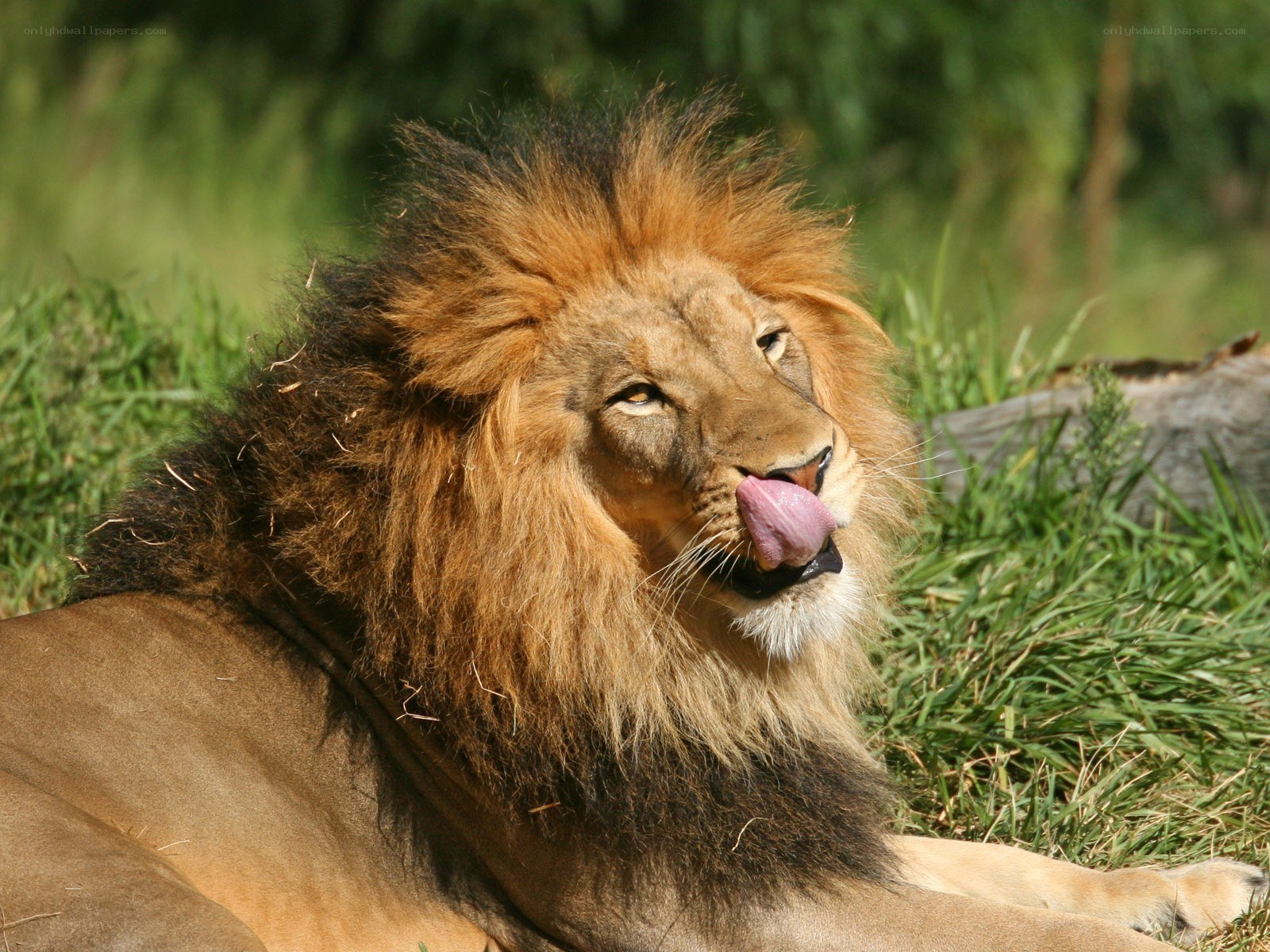 Lion licking its nose