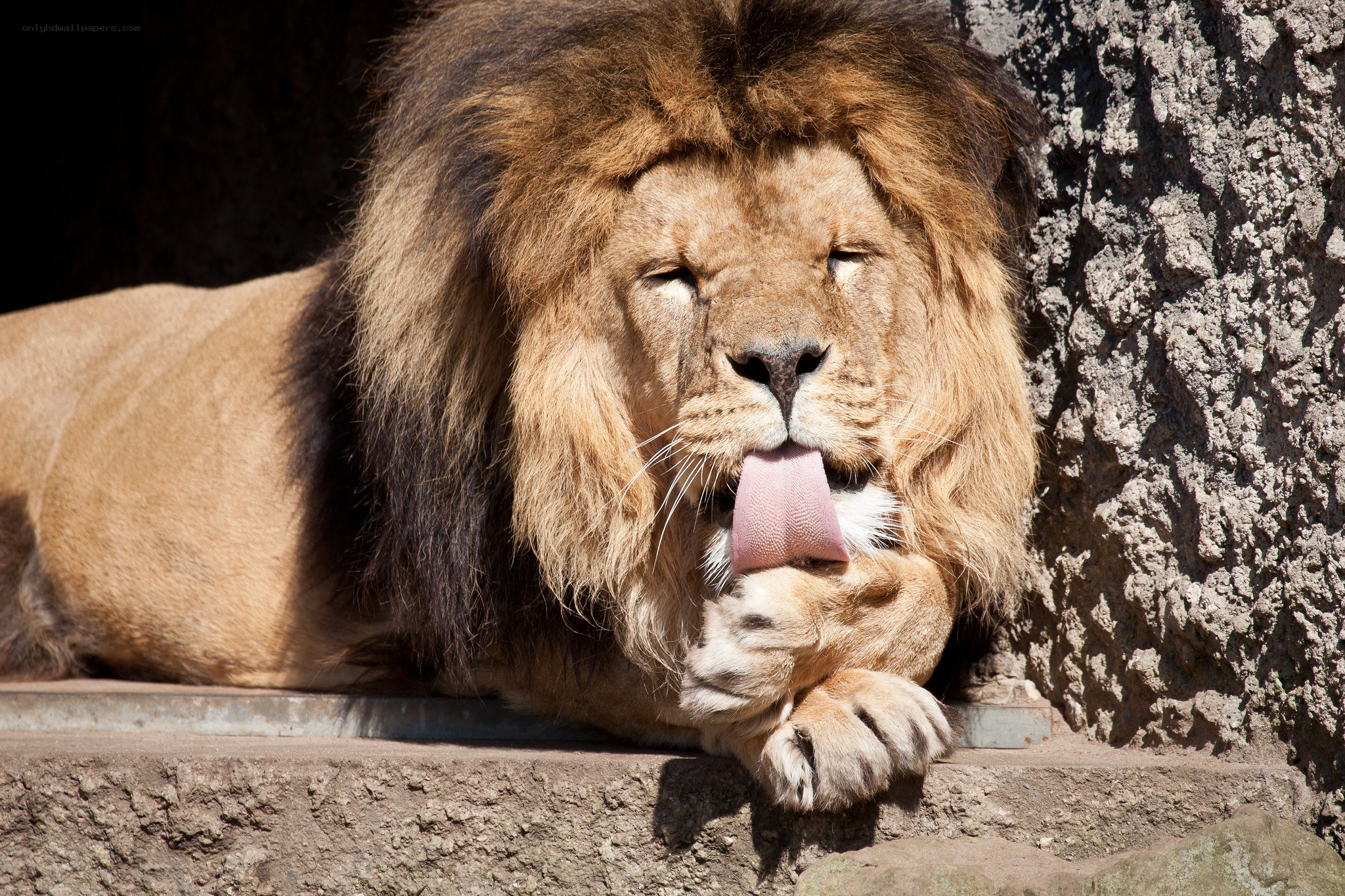 Lion licking its paw
