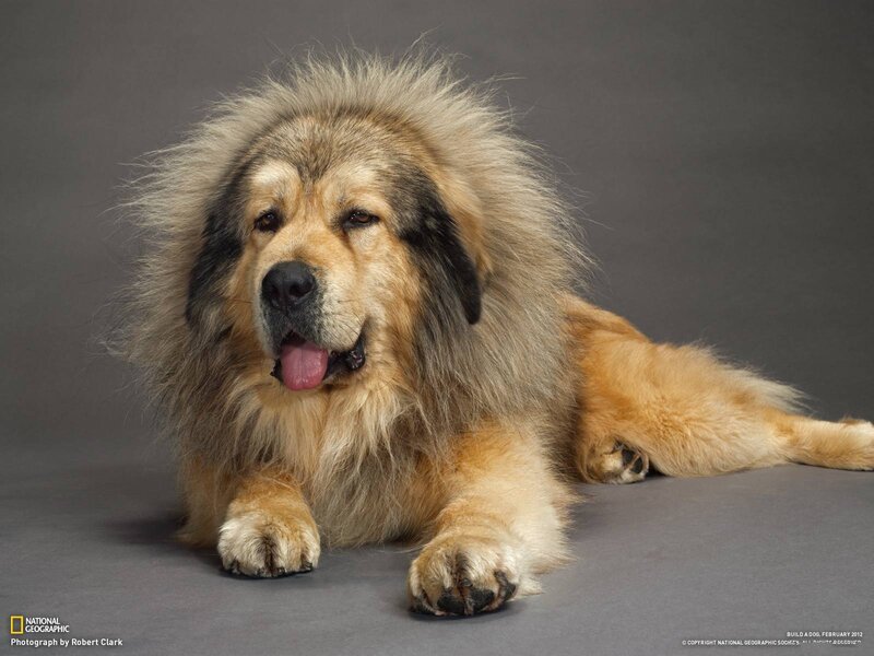 Lion-like dog lying down