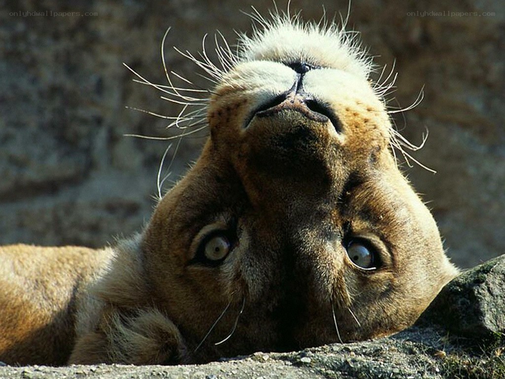 lion looking up at camera