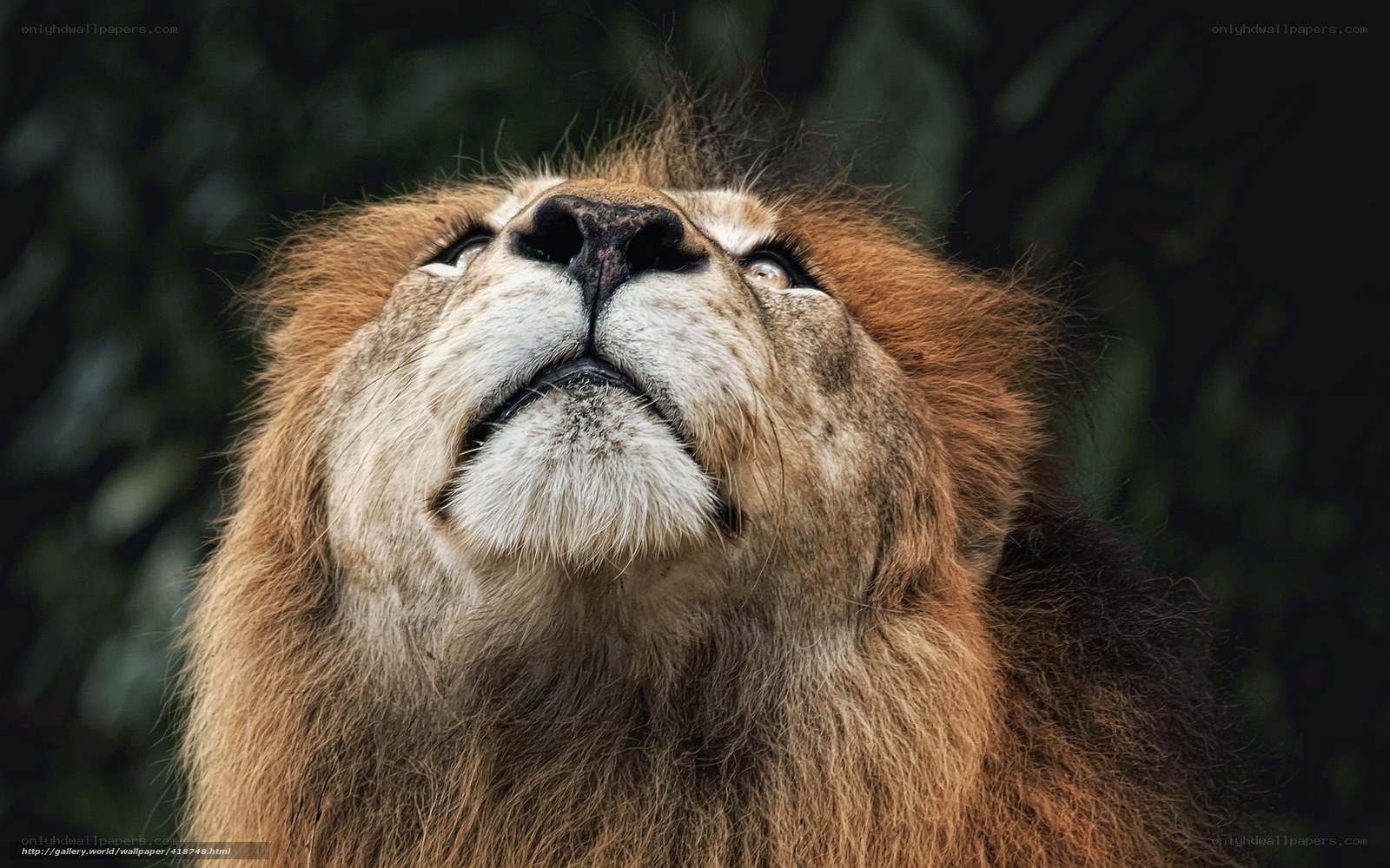 Lion looking upward