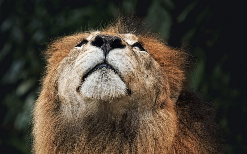 lion looking upward