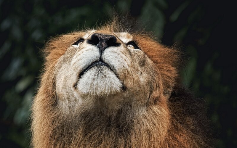 Lion Looking Upward — Brown
