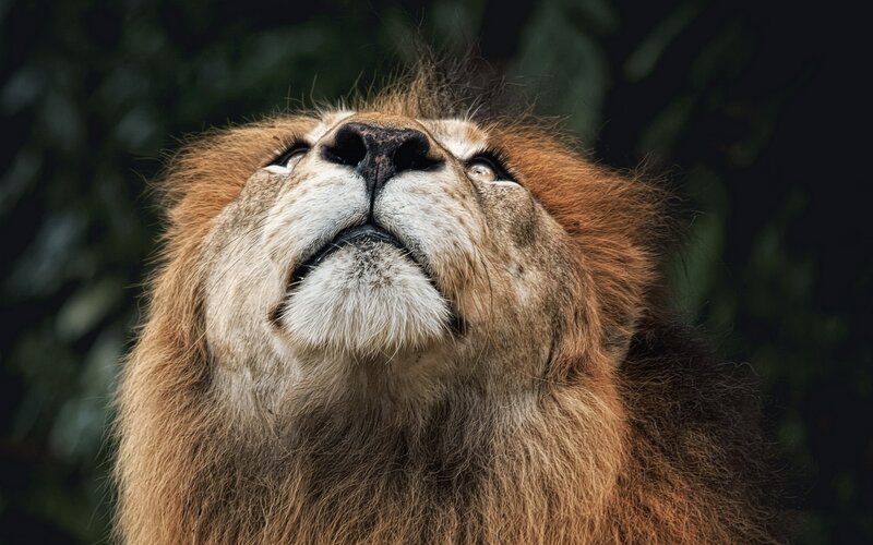 lion looking upward