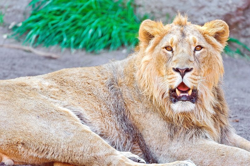 Lion Lying Down — Brown, Calm