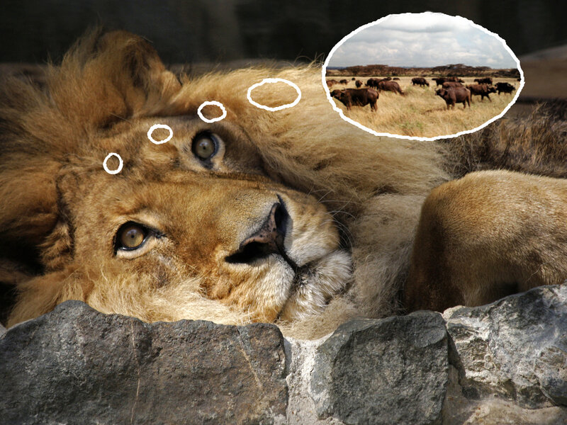 Lion Lying Down — Brown