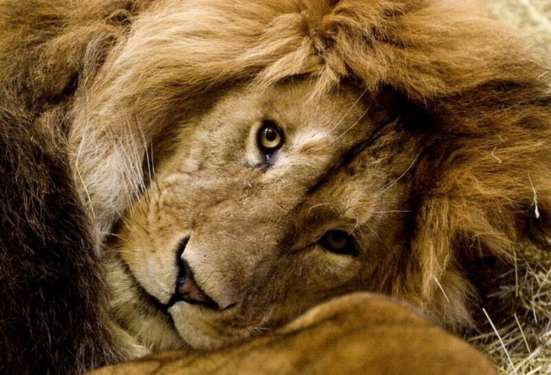 Lion Lying Down