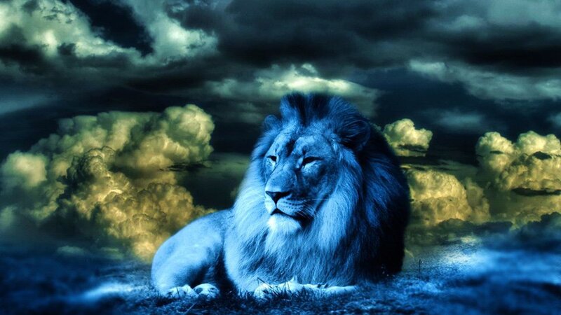 Lion Lying in Field — Blue