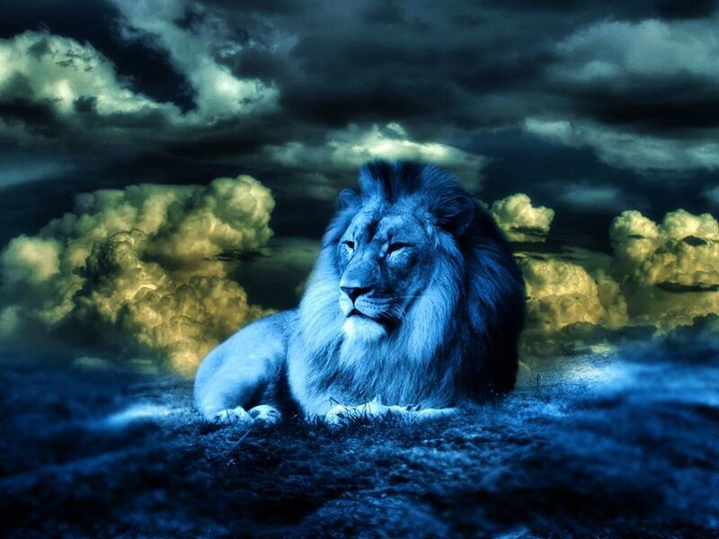 Lion Lying in Field