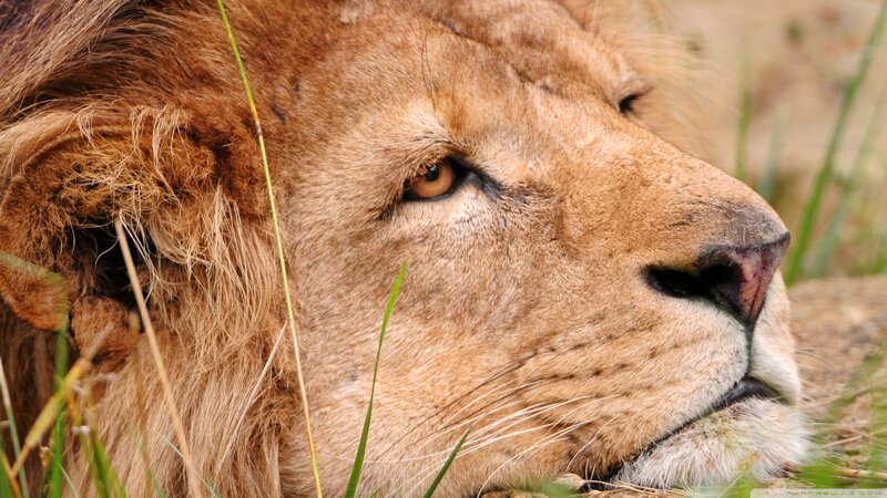 Lion Lying in Grass — Brown, Calm, Afternoon