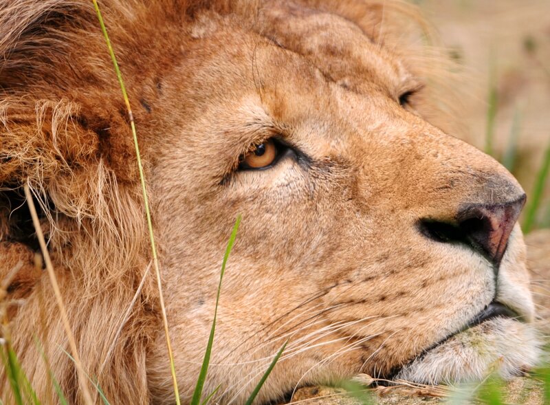 Lion Lying in Grass — Brown, Calm