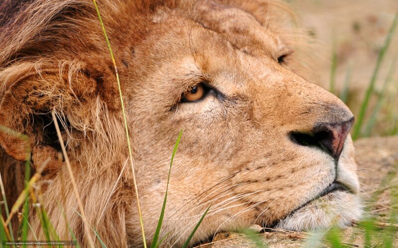 Lion Lying in Grass — Brown