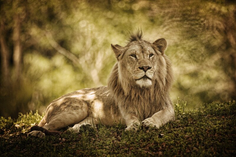 Lion Lying in Grass — Green, Calm, Afternoon