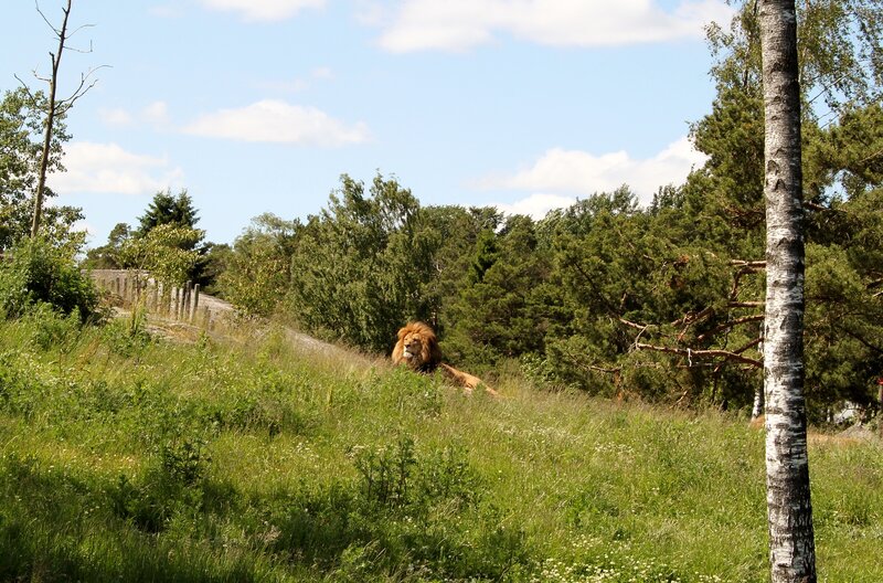 Lion Lying in Grass — Green, Calm
