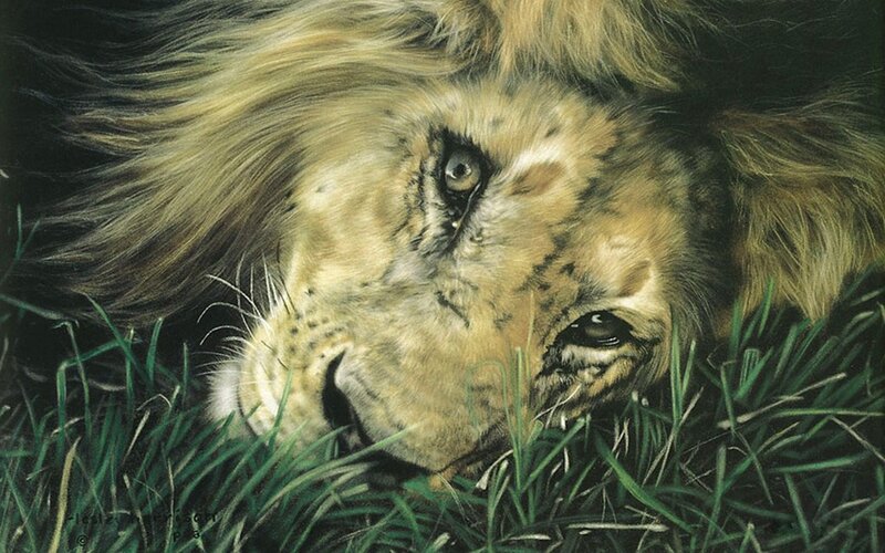 Lion Lying in Grass — Green