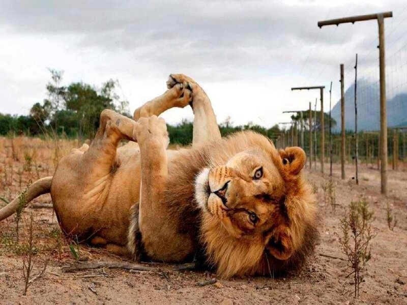 Lion Lying on Back — Brown, Calm
