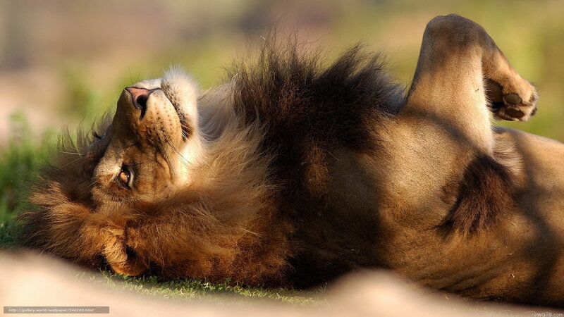 Lion Lying on Back — Brown, Relaxed, Afternoon, Photograph, Grass
