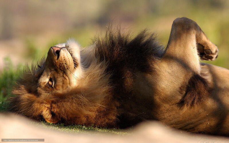 Lion Lying on Back — Brown, Relaxed, Afternoon, Photograph