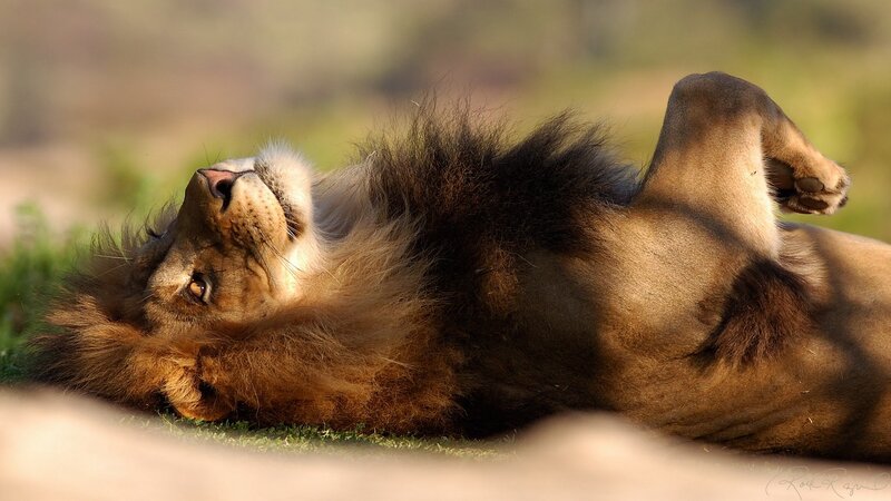 Lion Lying on Back — Brown, Relaxed, Afternoon