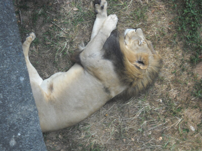 Lion Lying on Back — Brown