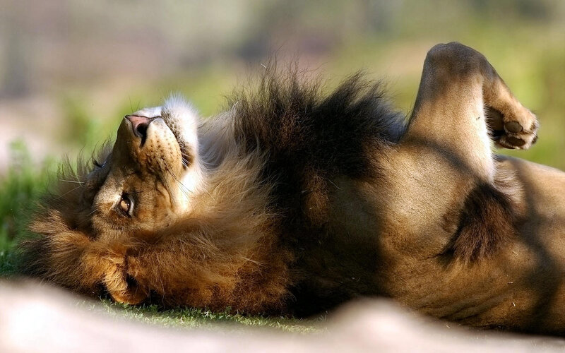 Lion Lying on Back