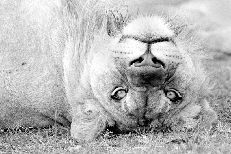 Lion Lying on Grass — Black