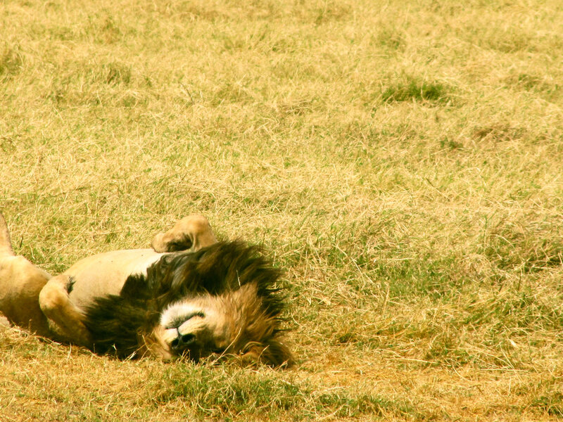 Lion Lying on Grass