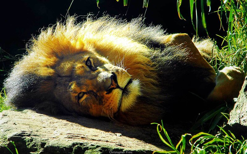 Lion Lying on Ground