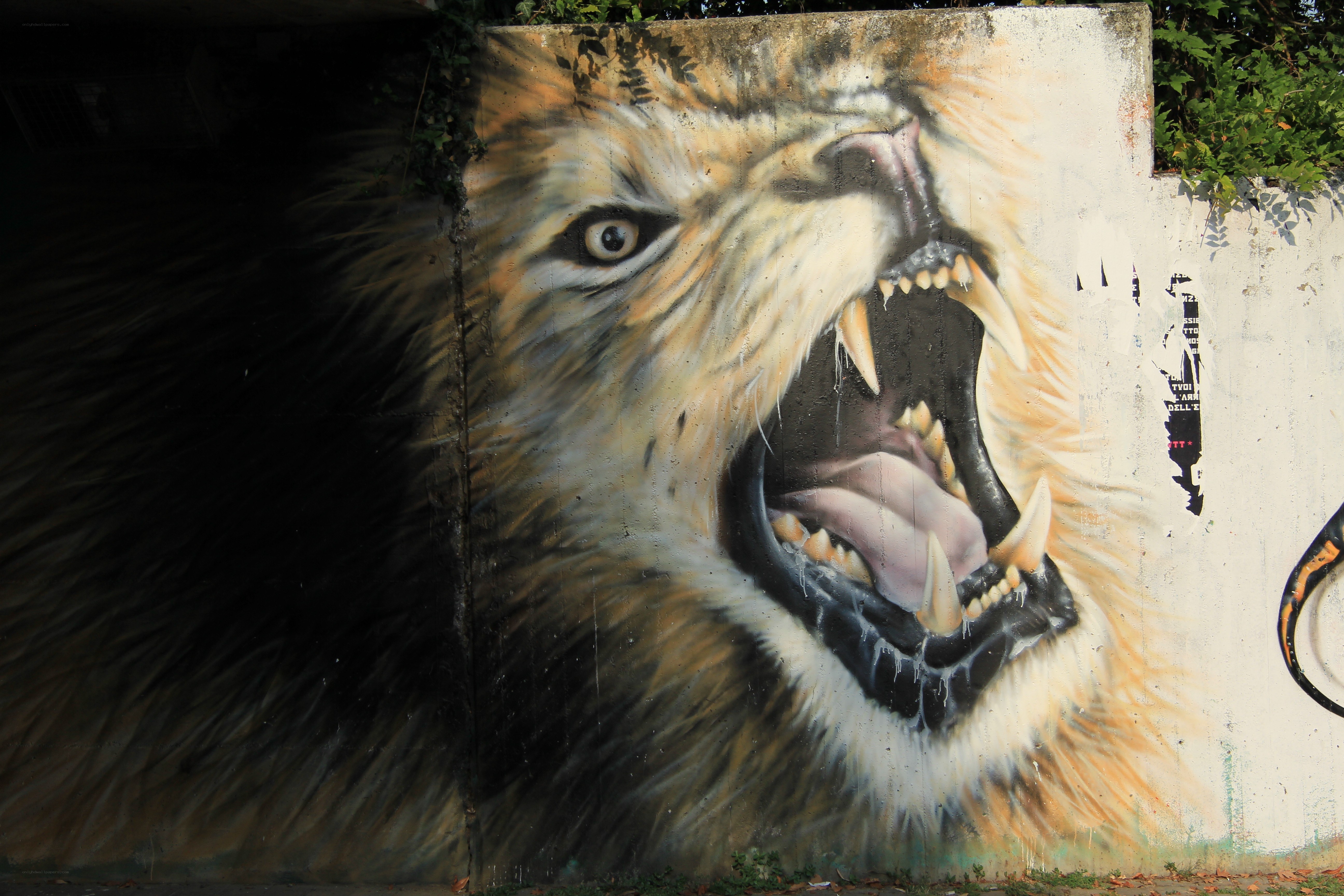 Lion mural on concrete wall