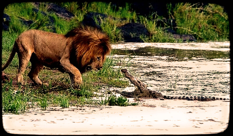 Lion Near Crocodile