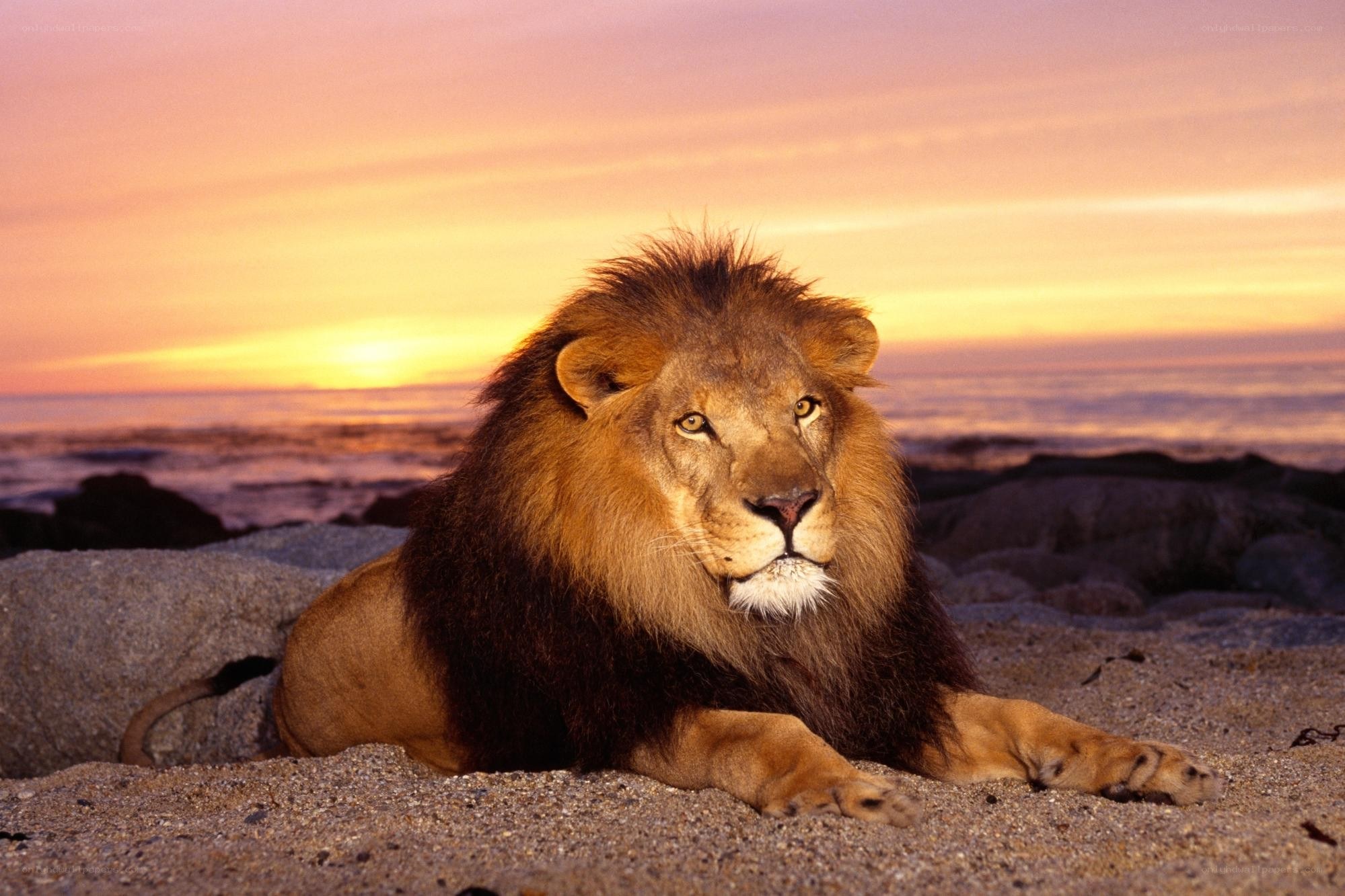 Lion on a beach at sunset