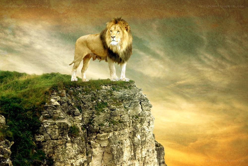 Lion on a cliff at sunset