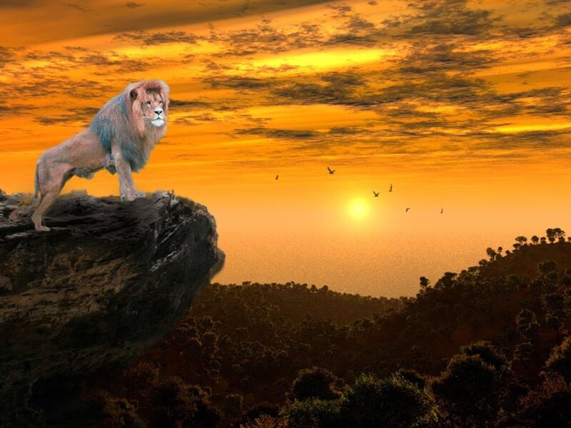 Lion on a cliff at sunset