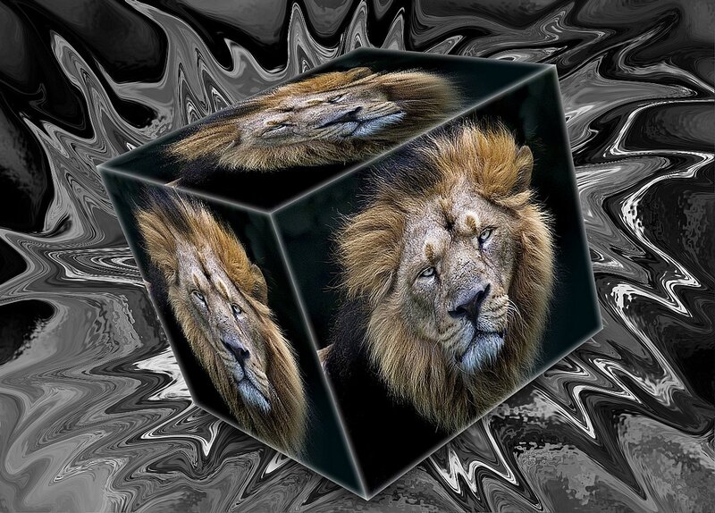 Lion on a cube