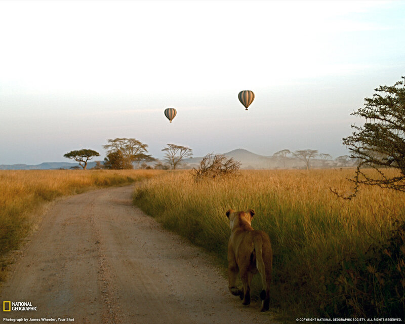 Lion on a dirt road