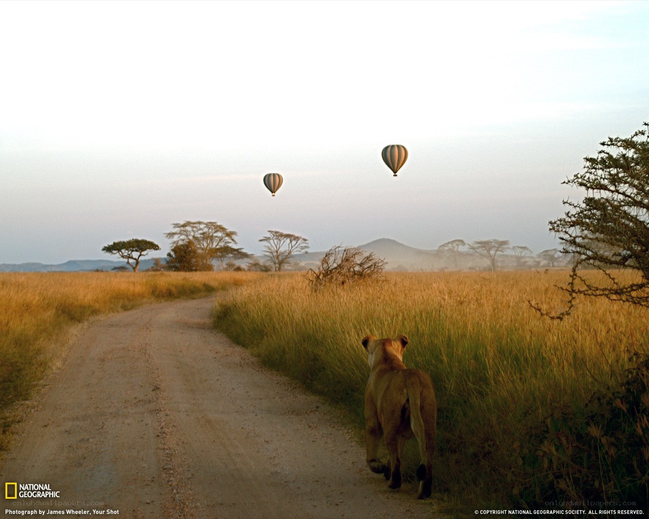 Lion on a dirt road