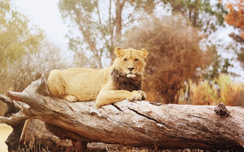 Lion on a Log — Brown