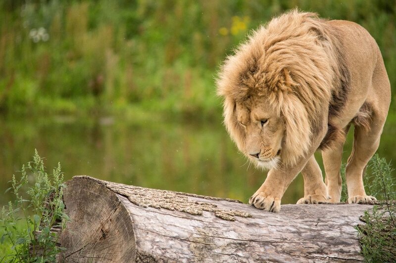 Lion on a log