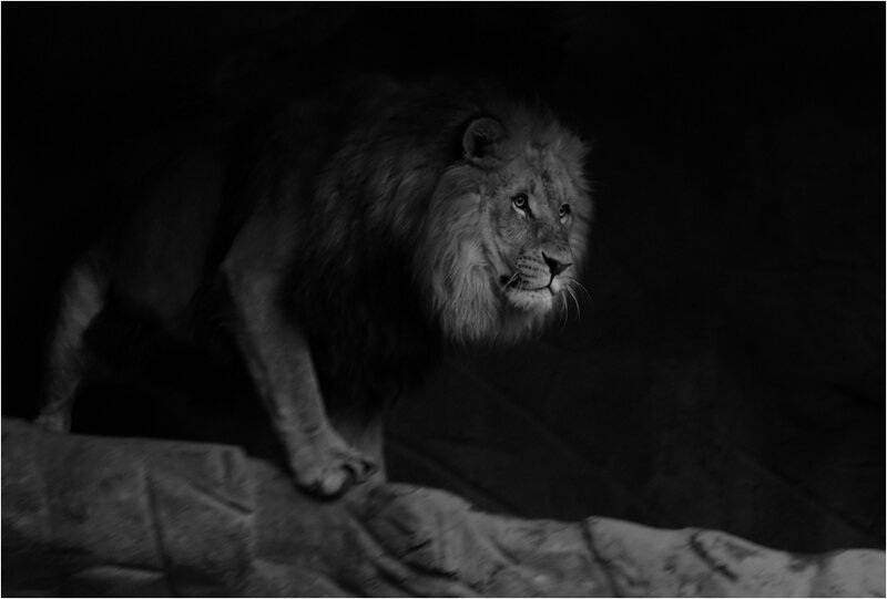 Lion on a Rock — Black
