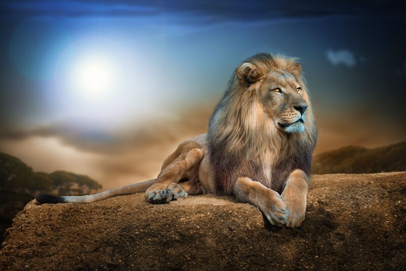 Lion on a Rock — Brown, Dramatic
