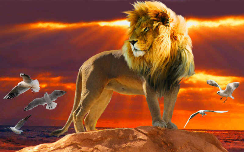 Lion on a Rock — Orange, Dramatic