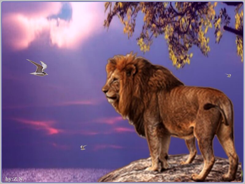 Lion on a Rock — Purple