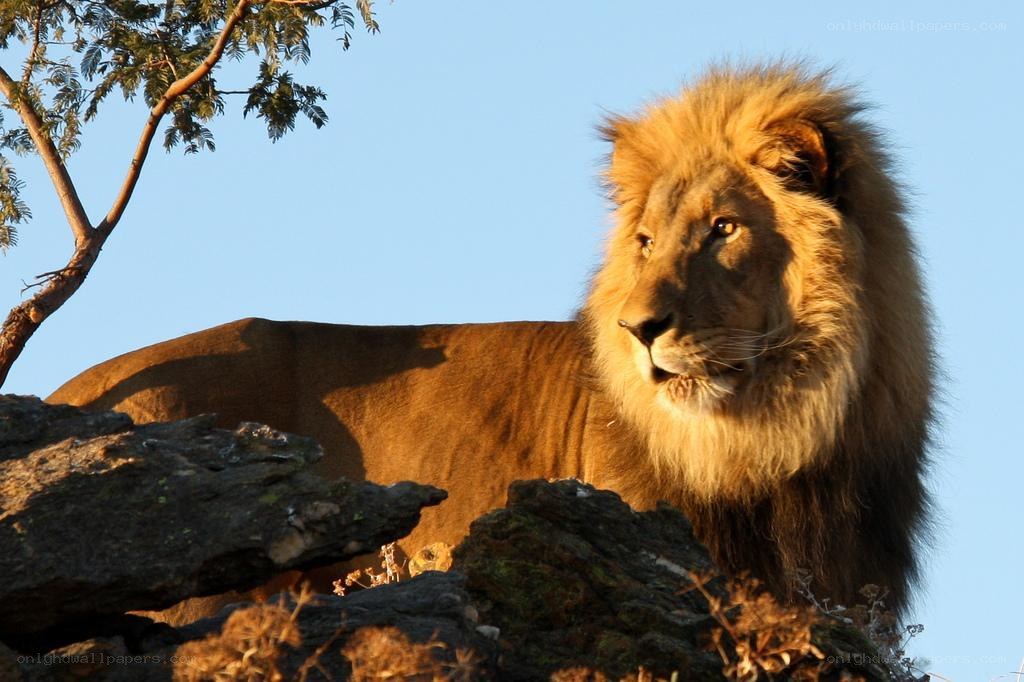 Lion on a rocky outcrop